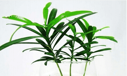 推荐几种吸收甲醛的植物。